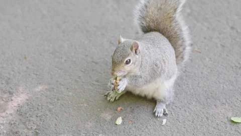 A small young red squirrel holding a nut and eating, slow motion Stock Footage 244924743