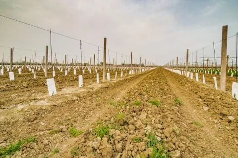 Small young seedlings Stock Photos