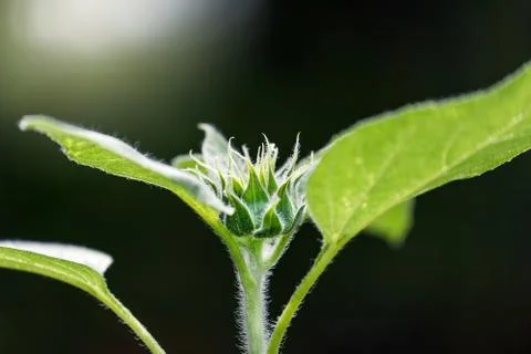 Small young sunflower Stock Photos