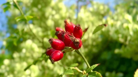 Small young tomato plant swaying in summer breeze with green garden background Stock Footage 343664904