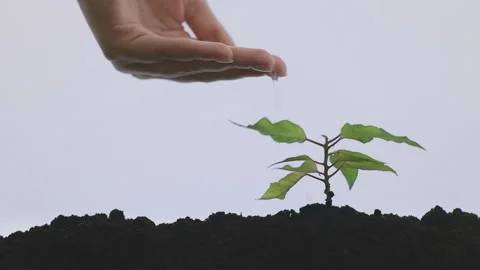 Small young tree grows out of the ground Stock Footage 155463661