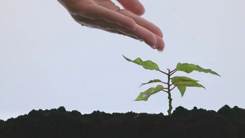 Small young tree grows out of the ground Stock Footage 155999726