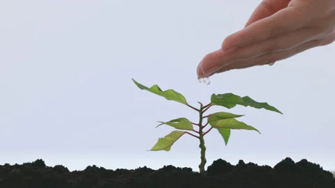 Small young tree grows out of the ground Stock Footage 156052650