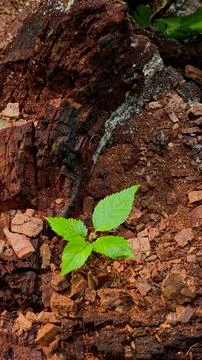 Small young tree sapling growing out of an old decayed tree stump in a forest. Stock Photos