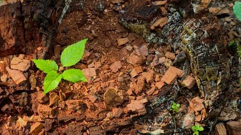 Small young tree sapling growing out of an old decayed tree stump in a forest. Stock Photos