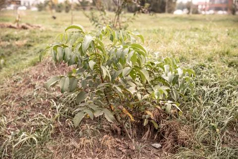 A small young tree. walnut tree. autumn time Foto stock
