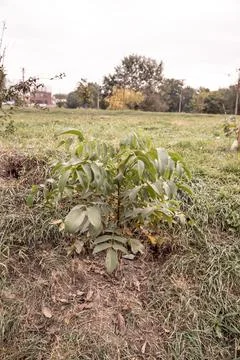 A small young tree. walnut tree. autumn time Stock Photos