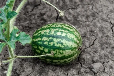 Small Young Watermelon Stock Photos
