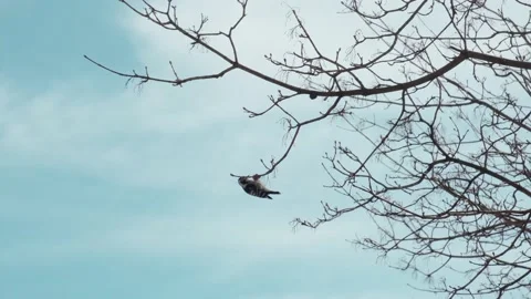 A small young woodpecker Stock Footage 175234267