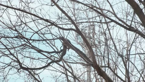 A small young woodpecker Stock Footage 175234274
