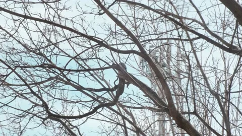 A small young woodpecker Stock Footage 175234610