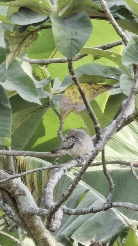 A small zebra dove perched on a tree branch preening its feathers in a lush Stock Footage 340879305