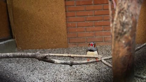 Small zebra finch sitting on a thin branch inside a zoo aviary enclosure Stock Footage 330192184
