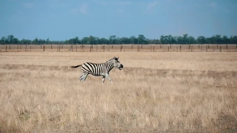 Small zebra walking along Taurida steppe in Askania-Nova bio-reserve in summer Stock-Footage 98772846