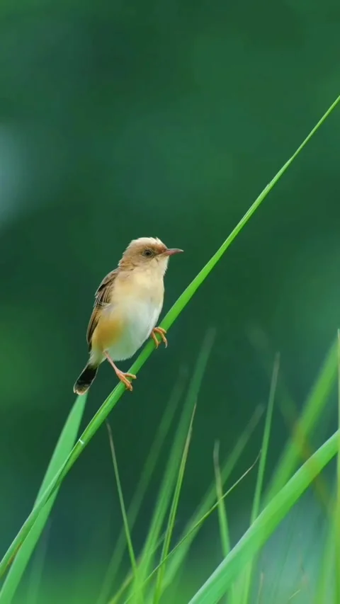 Small zitting cisticola bird perched on a green grass blade Stock Footage 336033604