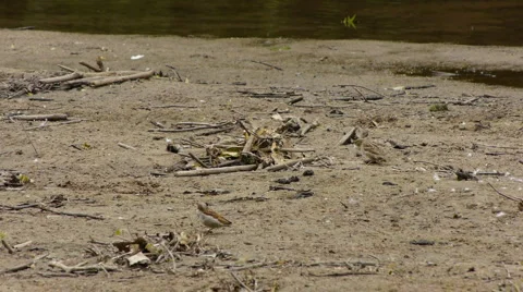 SmallBirds1 Video stock 6524529