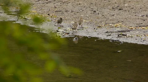 SmallBirds2 Stock-Footage 6524492