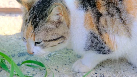 A small,cute and colorful cat eats something and chewing Stock Footage 152956359