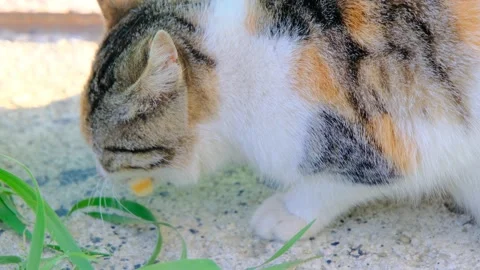 A small,cute and colorful cat eats something and chewing Stock Footage 153120136
