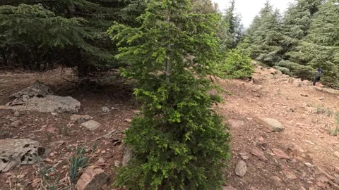 Smaller Cedar tree 스톡 동영상 243482764