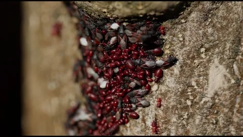 Smaller group of lime seed bug Oxycarenus levaterae preparing to hibernate 스톡 동영상 320848316