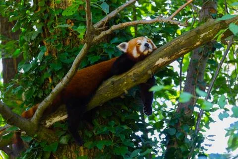 Smaller panda sleeping Stock Photos