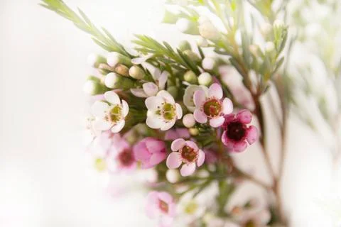 The smallest flowers Stock Photos