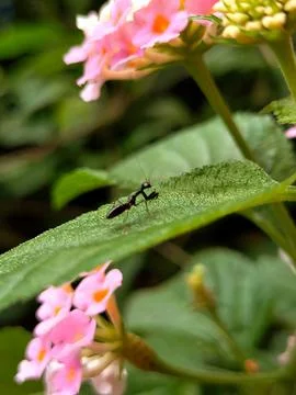 The smallest praying mantis in the world is jet black 库存照片