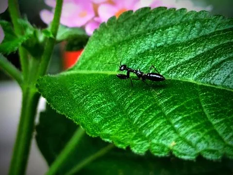 The smallest praying mantis in the world is jet black 库存照片