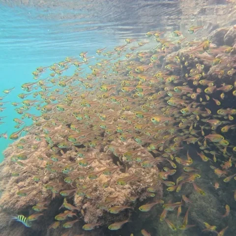 Smallfishes Stock Footage 234010684