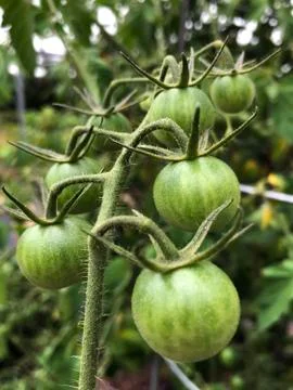 SmallGreenTomatoes Stock Photos