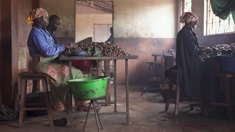 Smallholder Farmers Manually Processing Cashew Nuts Vídeos de archivo 331364761