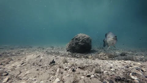 Smallmouth Bass Spawning Bed Stock Footage 317102807