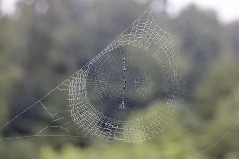 SmallOrbWeb Stock Photos