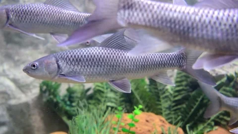 Smallscale Mud Carp swimming underwater. Stock Footage 78156483