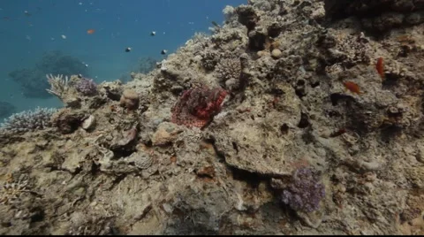 Smallscale scorpionfish on coral reef Stock Footage 931306