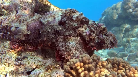 Smallscale Scorpionfish - Scorpaenopsis oxycephala, red sea. 4K video clip. Stock Footage 159093555