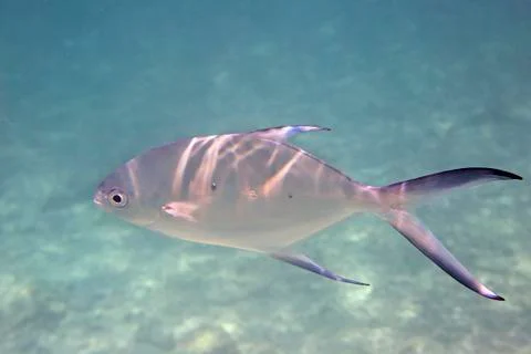 Smallspotted dart Fotos de archivo