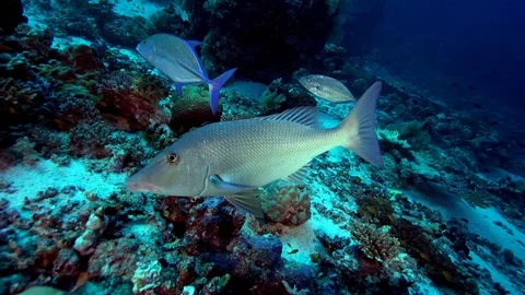 Smalltooth emperor (Lethrinus microdon) and Bluefin trevally Video stock 87532822