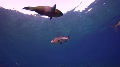 Smalltooth emperor (Lethrinus microdon) and Bluefin trevally Stock Footage 87646334