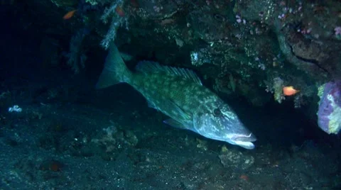Smalltooth emperor (Lethrinus microdon), close up Stock Footage 8692079