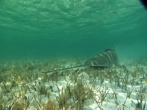 Smalltooth Sawfish laying in the shallows Stock Footage 77325805