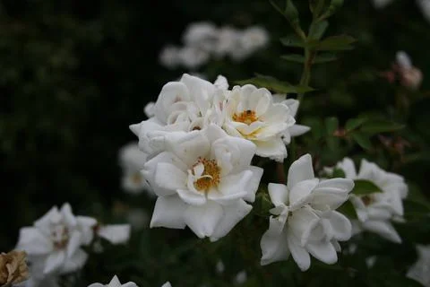 Smallwhiteroses Stock Photos