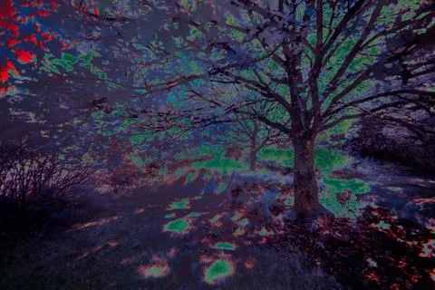 Smalteryds Forest Stock Photos