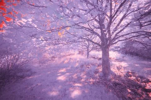 Smalteryds Forest 스톡 사진