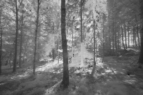 Smalteryds Forest Stock Photos