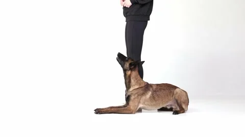 Smart, active, purebred Shepherd dog standing near female legs and following Stock Footage 229306019