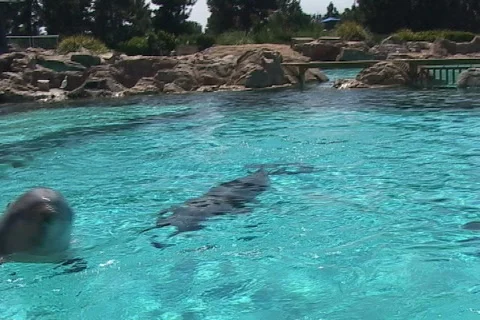 Smart alec dolphin splashes camera Vidéo 281809