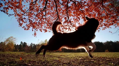 Smart and active Border Collie catching a toy while training in the autumn park Stock Footage 227221911