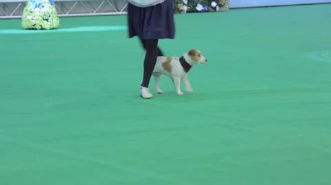 Smart and fun dog performance Stock Footage 44724394